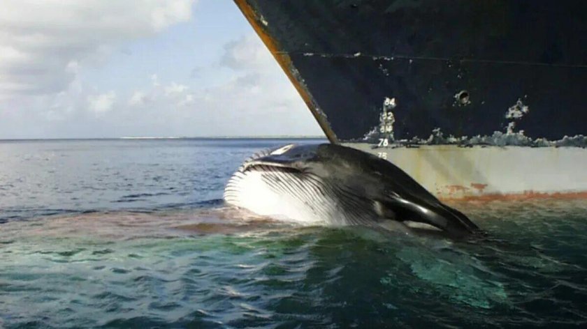 Столкновение судов с китами