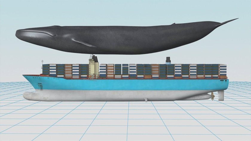 Самый большой корабль и кит