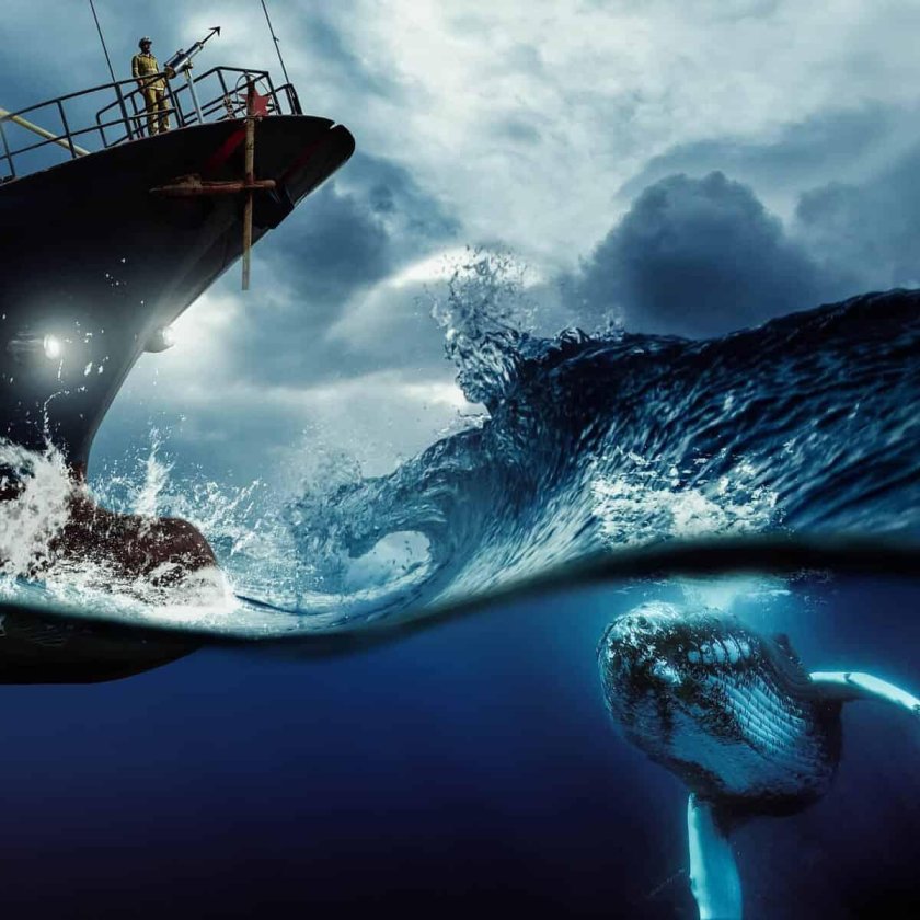 Тернер китобойное судно