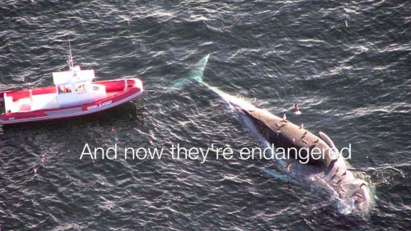 Кит и лодка