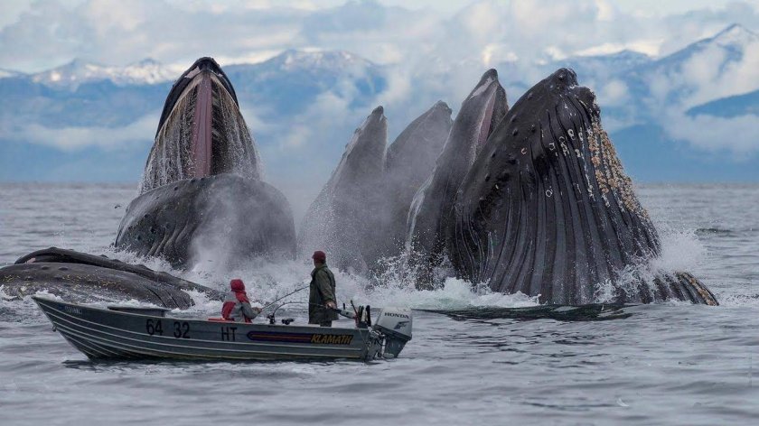 Шантарские острова киты