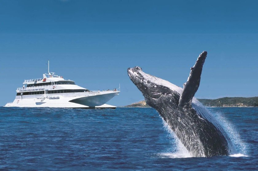 Горбатый кит Доминикана