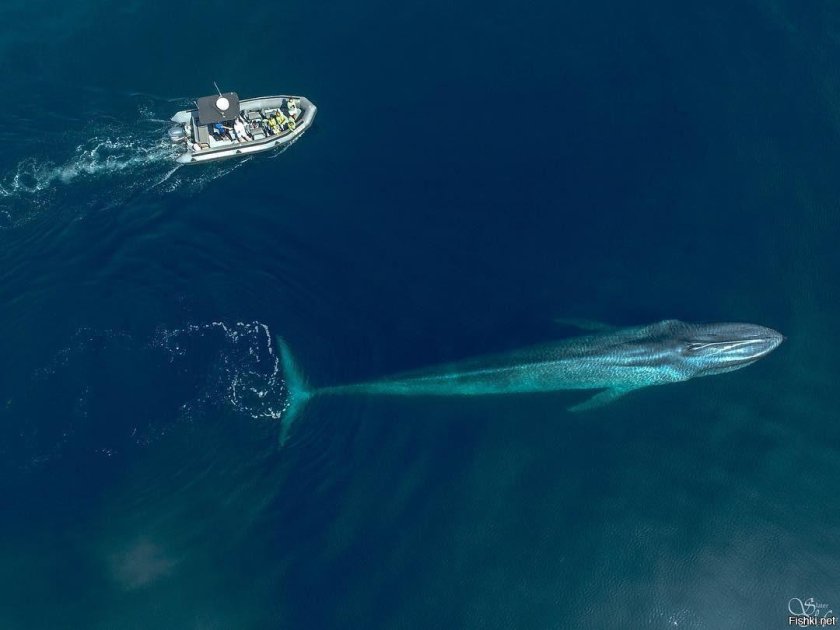 Кит вид сверху