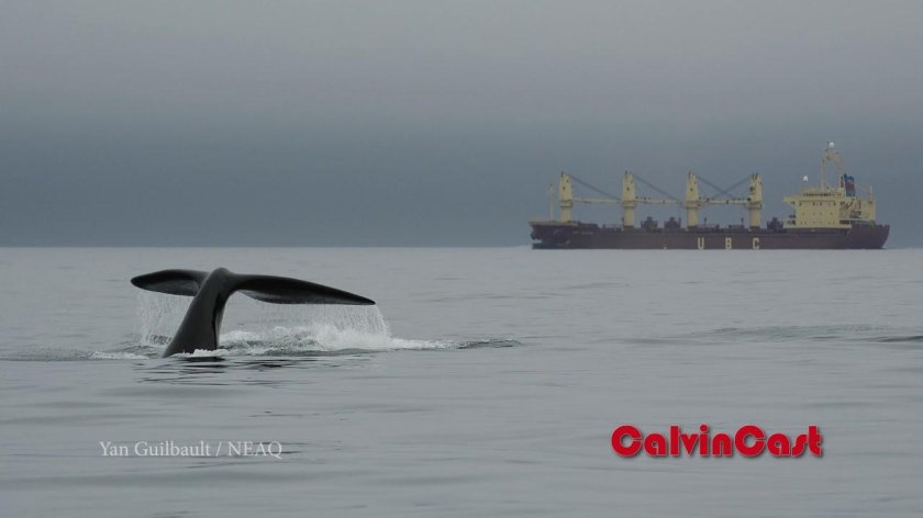 Корабль Касатка