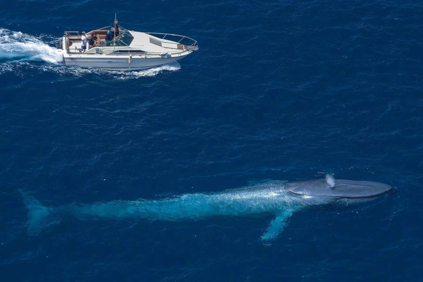 Синий кит 30 метров