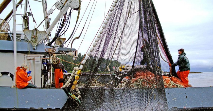 Промысел лососевых