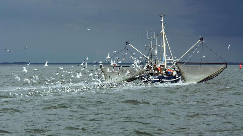 Шхуна Стригун рыболовецкая