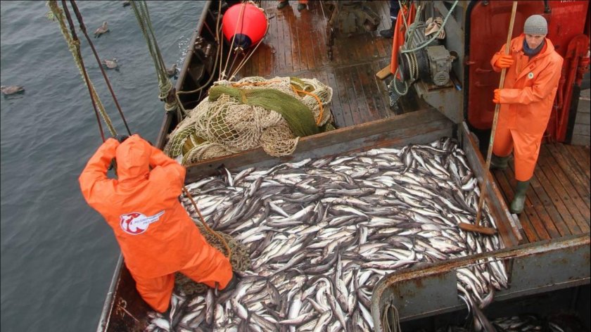 Беломорский Рыбак рыболовецкий колхоз Мурманск