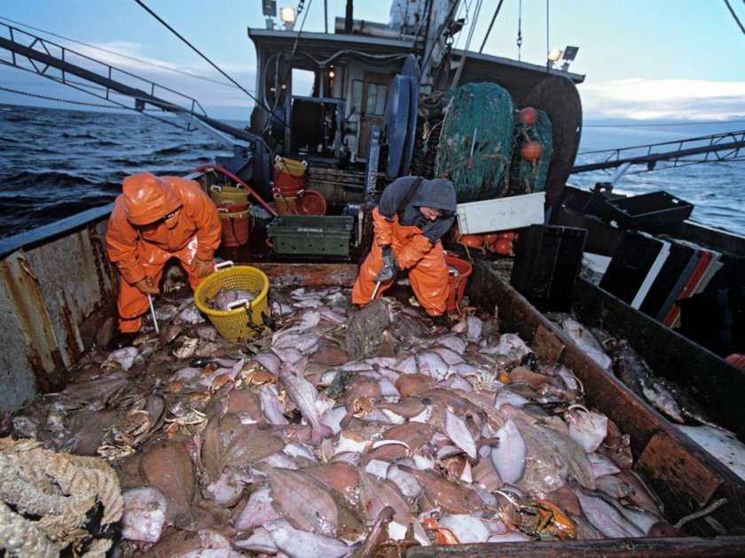 Охотское море промысел