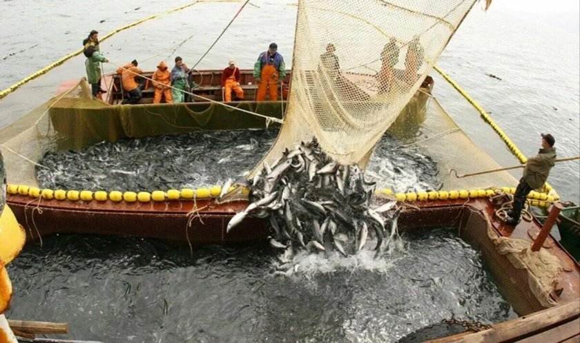 Промысел рыбы