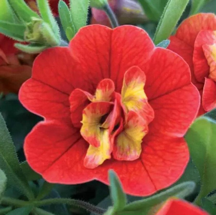 Калибрахоа уно Дабл оранж Флейм