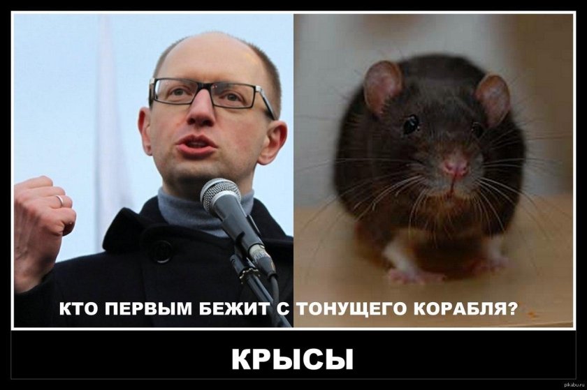 С тонущего корабля первыми бегут крысы