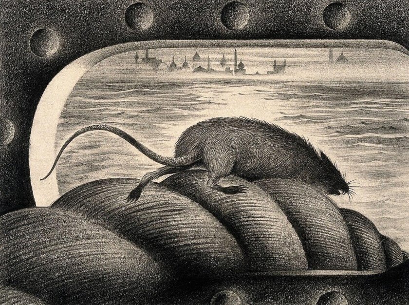 Корабельная крыса