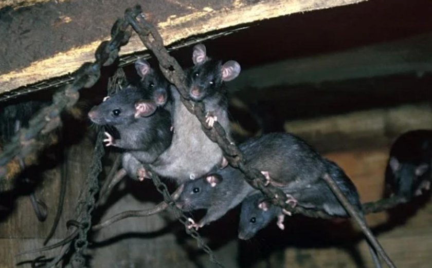 Корабельная крыса