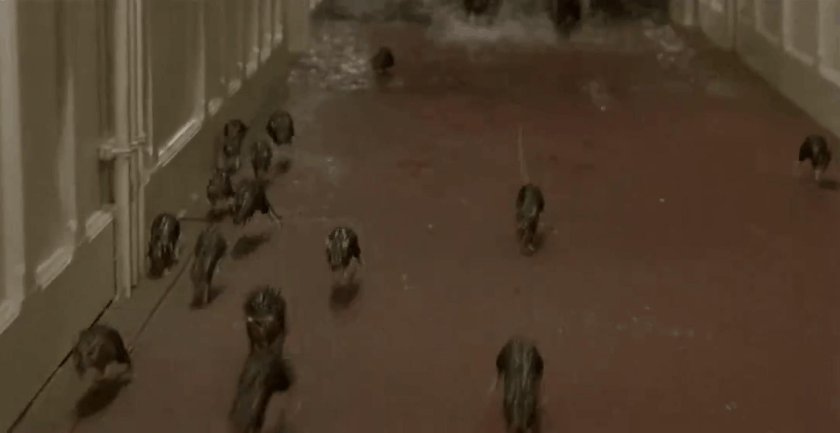 Крысы на Титанике