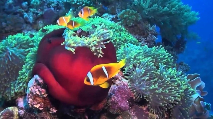 Шарм Эш Шейх снорклинг