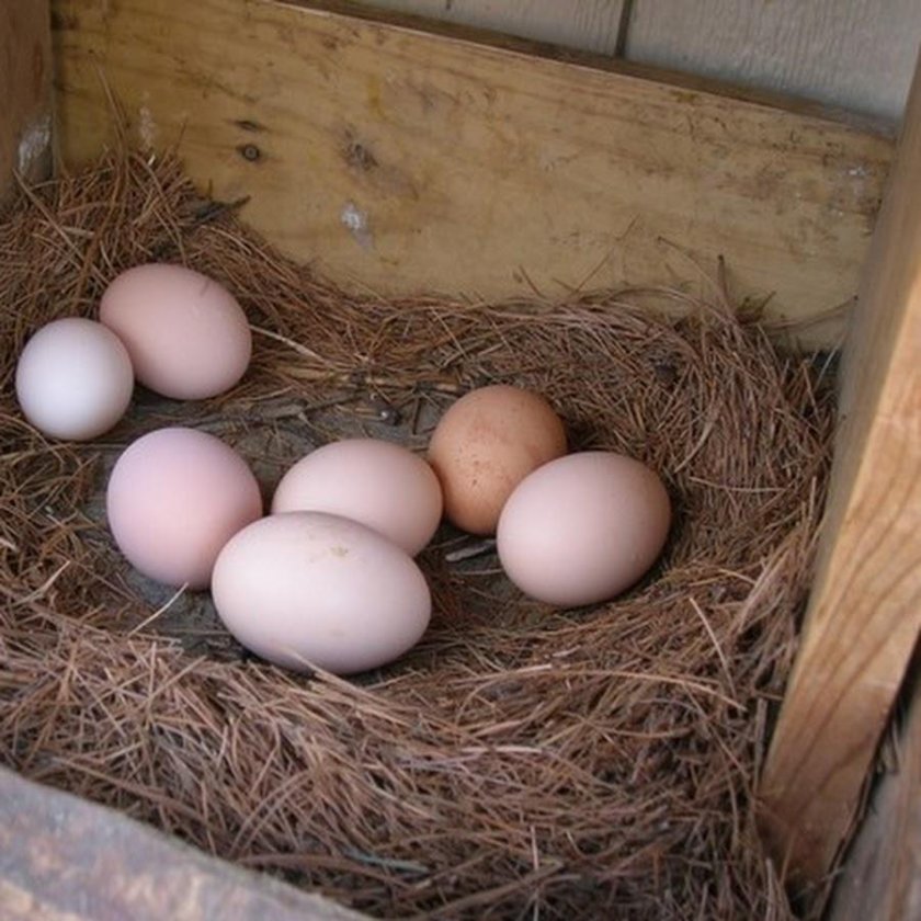 Домашние яйца