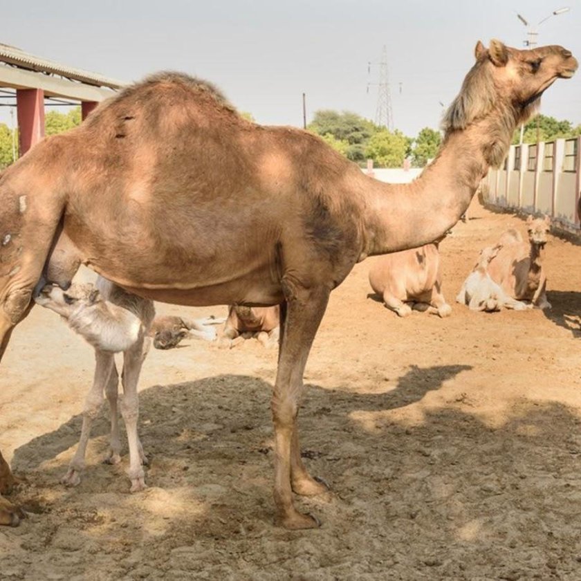 Новорожденный верблюжонок