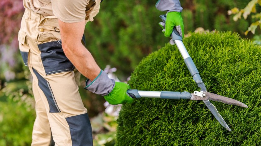 Инструмент для пересадки деревьев