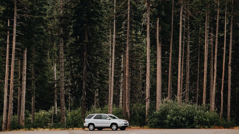 Лес вдоль дороги вид сбоку