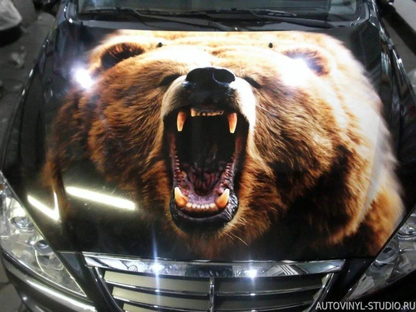 Медведь на капоте авто