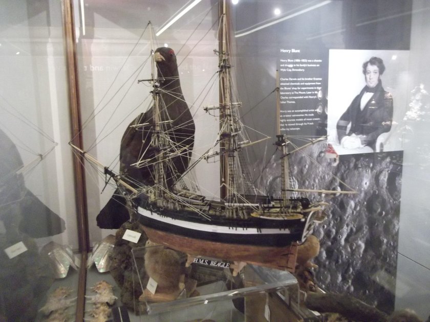 HMS Beagle Revell