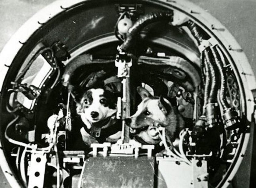 Спутник 5 белка и стрелка