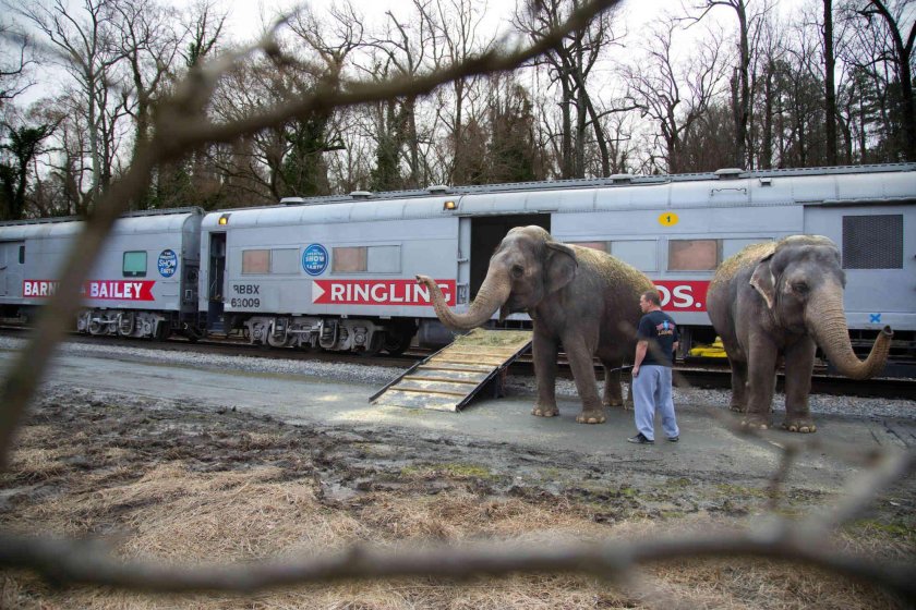 Перевозят животных в цирке