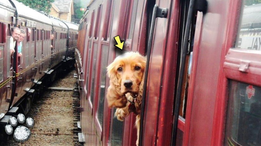 Вагон для животных