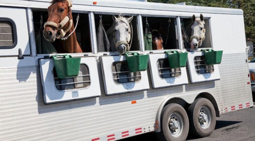 Прицеп «Купава» 813253-20 для перевозки лошадей