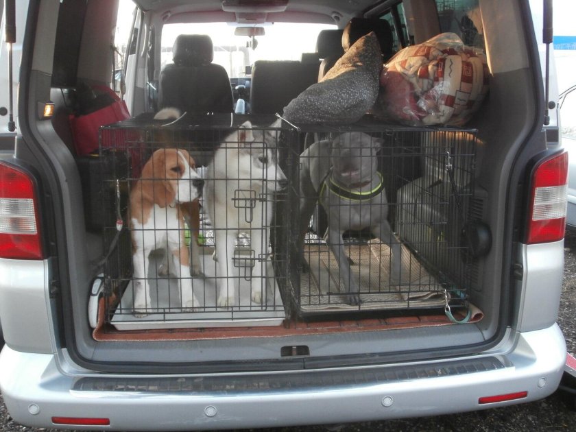 Астин зоотакси