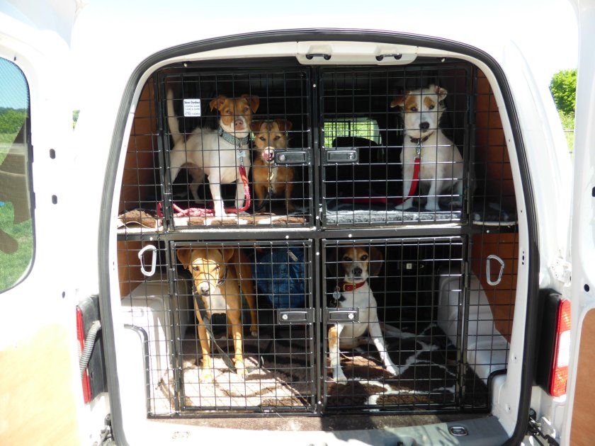 Перевозка животных в автомобиле