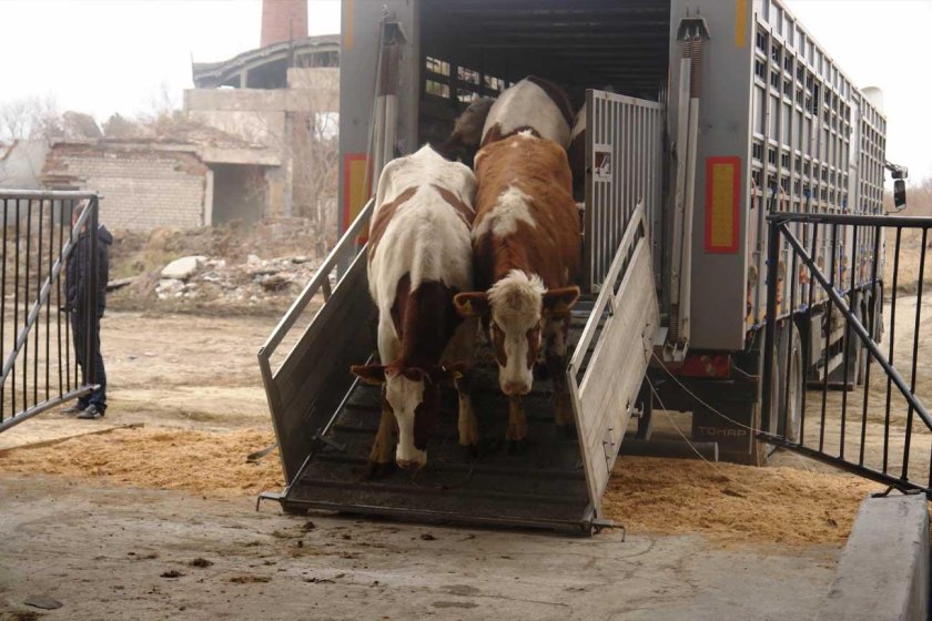 Транспортировка коров