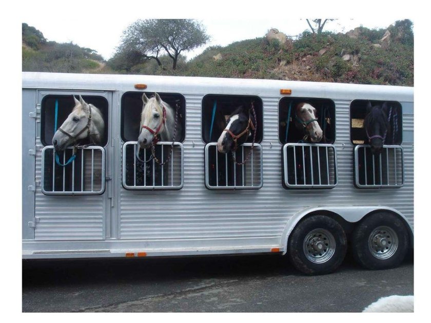 Автомобиль для перевозки лошадей