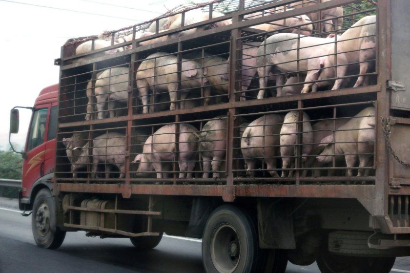 Машина для перевозки свиней