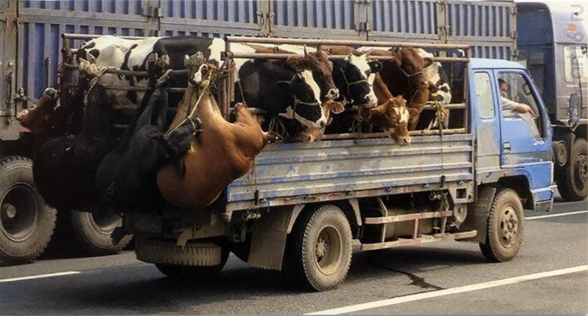 Машина для перевозки скота