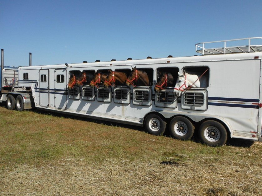 Скотовоз полуприцеп для КРС