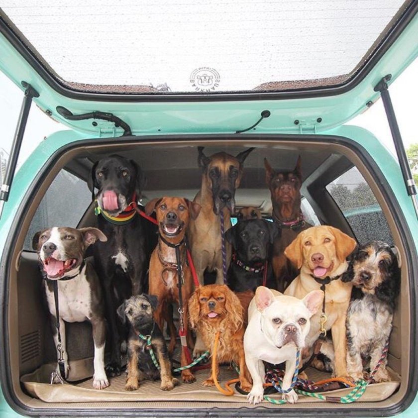 Зоотакси для собак