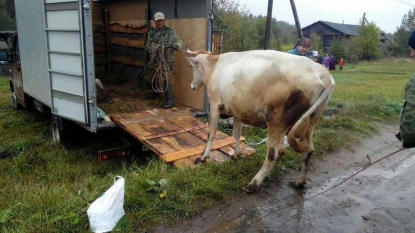 Перевозка коров