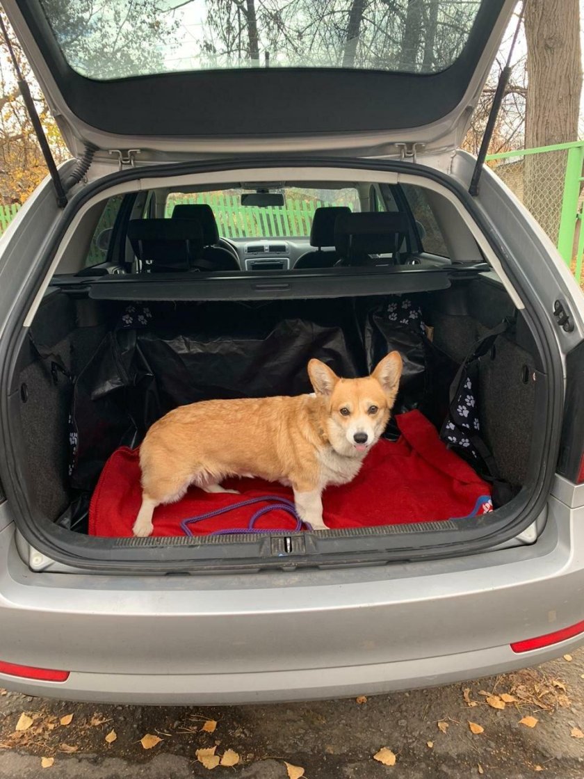 Корги в машине