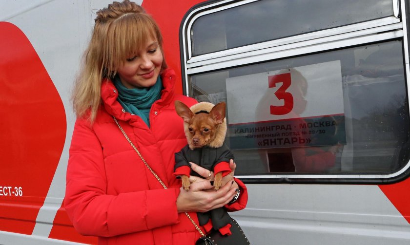 Животные в электричке