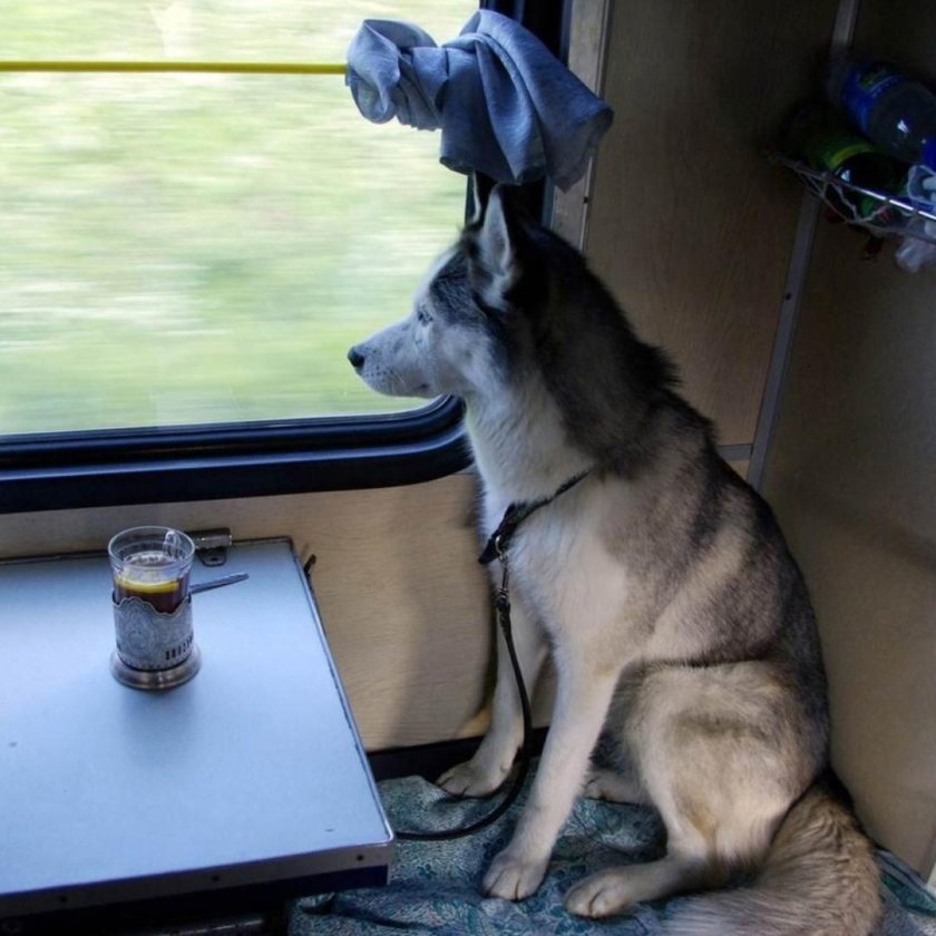 Животные в вагоне поезда