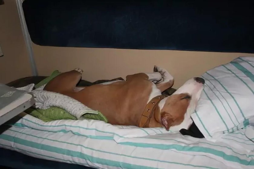 Собака в купе