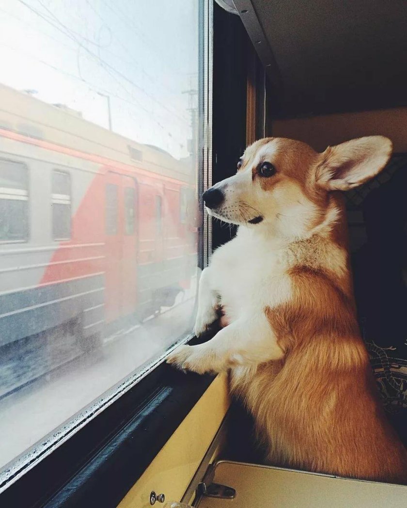 Электричка собака