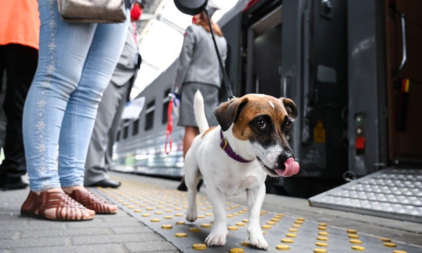 Фото животных