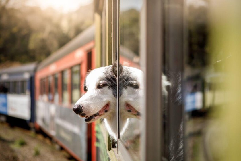 Животные в поезде