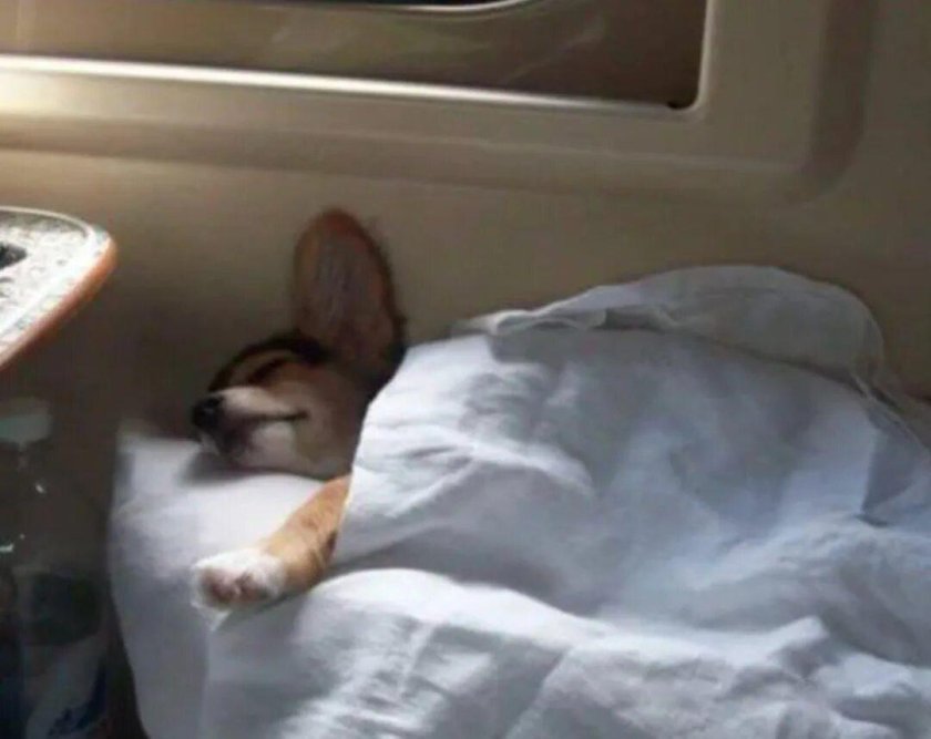 Животные в поезде