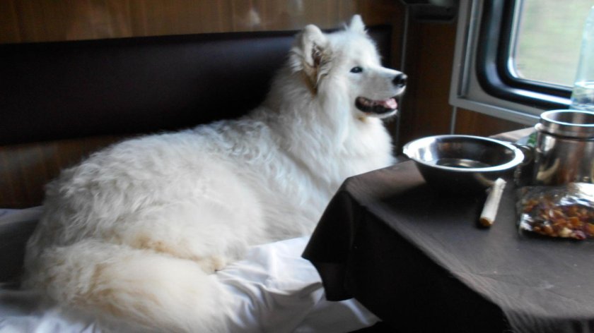 Собака в купе