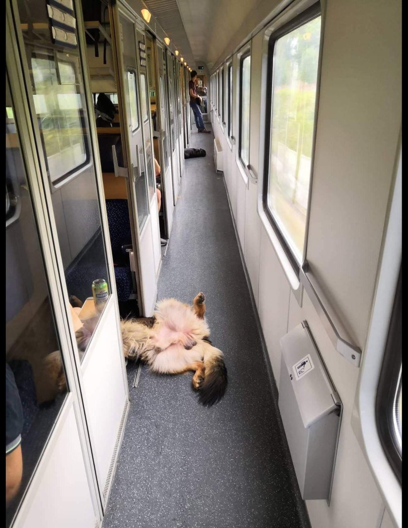 Забавные животные в транспорте