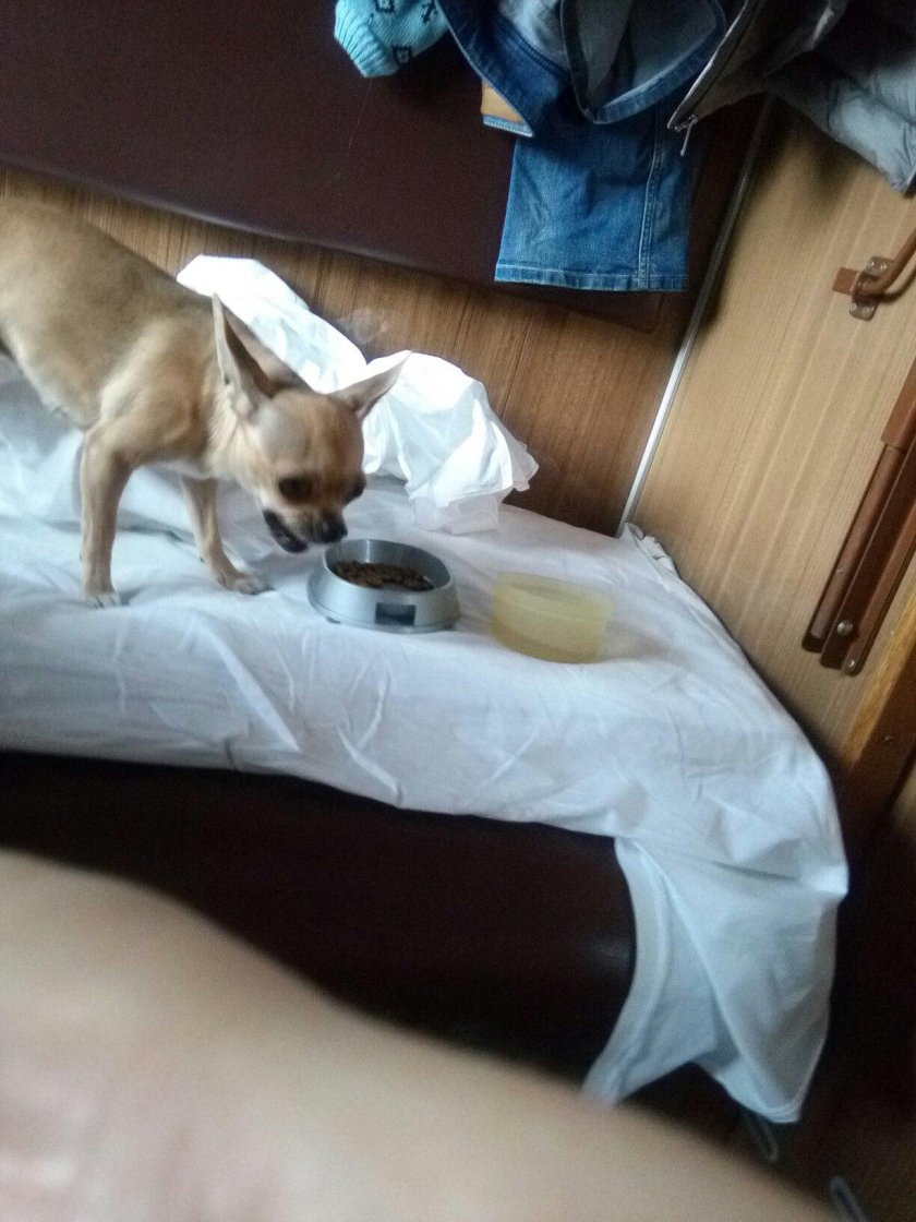 Провоз собаки в поезде